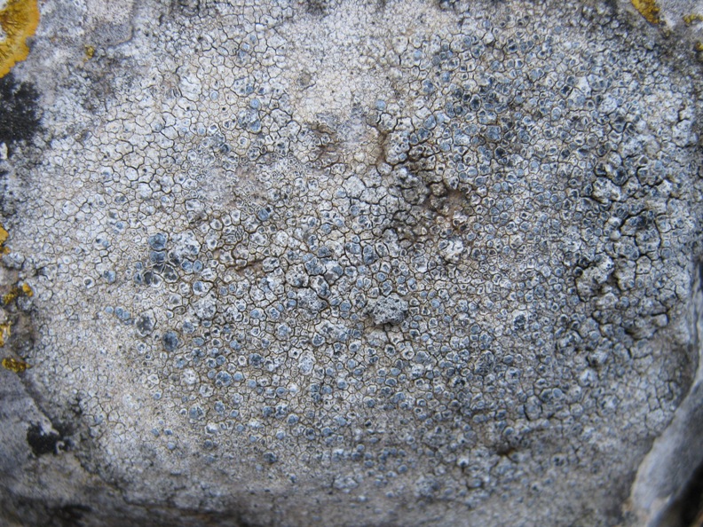 Aspicilia: Variet�